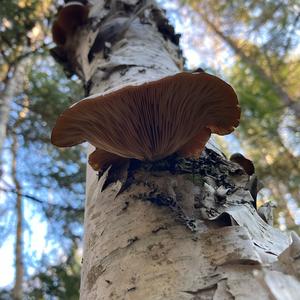 Late Fall Oyster