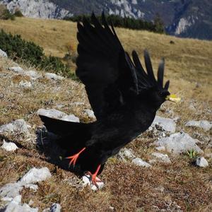 Yellow-billed Chough