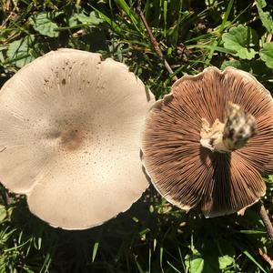 Horse Mushroom