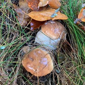 King Bolete