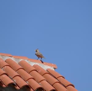 Crested Lark