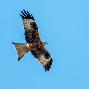 Red Kite