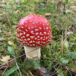 Fly Agaric