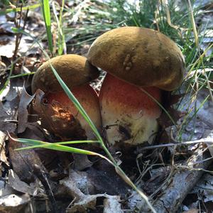 Dotted-stem Bolete