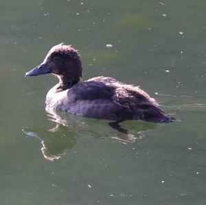 Tufted Duck