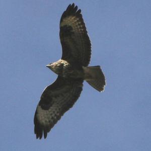 Common Buzzard