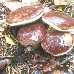 Bay Bolete