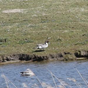 Northern Pintail