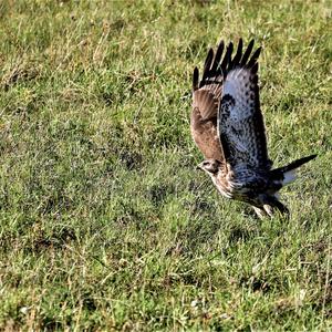 Common Buzzard