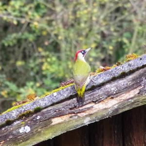 Eurasian Green Woodpecker