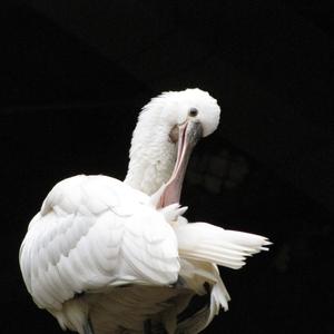 Eurasian Spoonbill