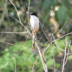 Long-tailed Shrike