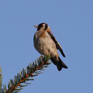 European Goldfinch