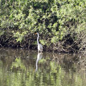 Great Egret