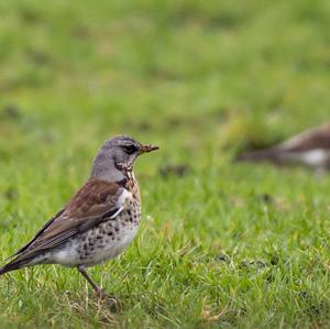 Fieldfare