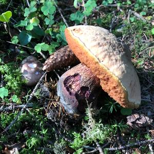 Lurid Bolete