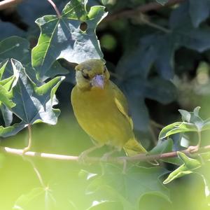 European Greenfinch