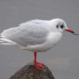 Black-headed Gull