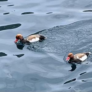 Red-crested Pochard