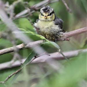 Blue Tit