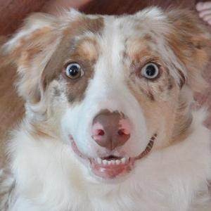 Australian Shepherd