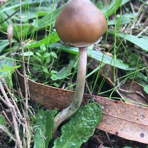 Bluing Psilocybe