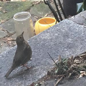 Song Thrush