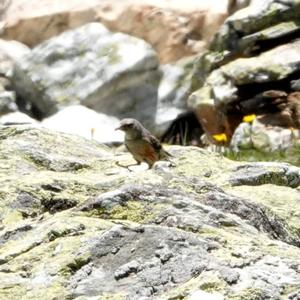 Alpine Accentor