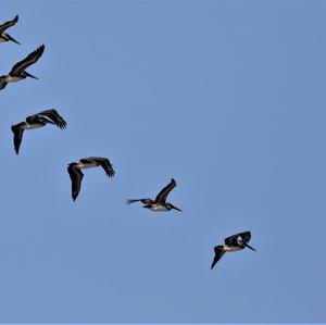 Brown Pelican