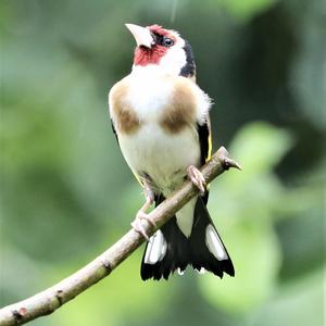 European Goldfinch