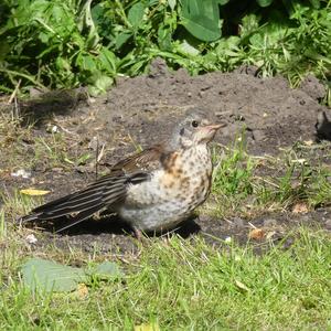 Fieldfare