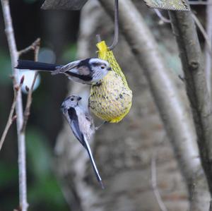 Long-tailed Tit