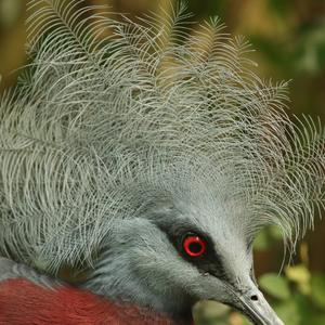 Victoria Crowned-pigeon