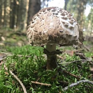 Shaggy Parasol