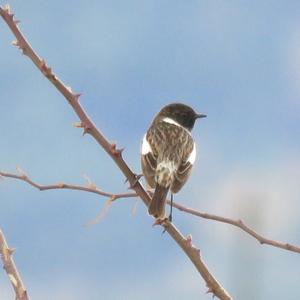 European stonechat