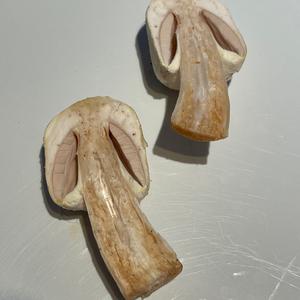 Horse Mushroom