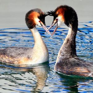 Great Crested Grebe