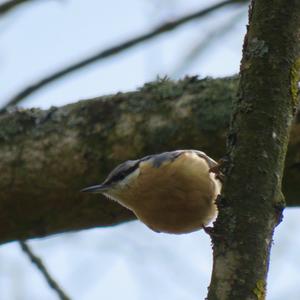 Wood Nuthatch