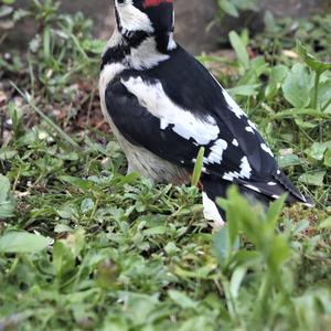 Great Spotted Woodpecker