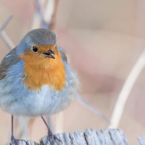 European Robin