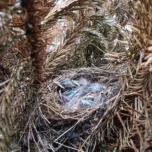 Eurasian Blackbird