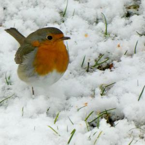 European Robin