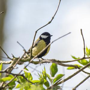 Great Tit