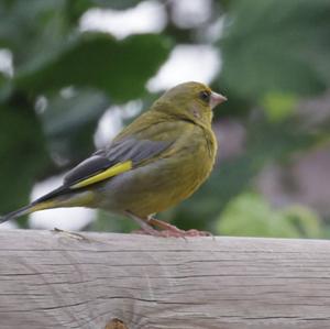 European Greenfinch