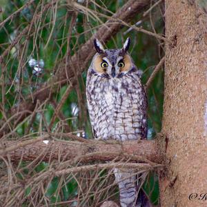 Long-eared Owl