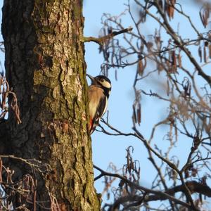 Great Spotted Woodpecker