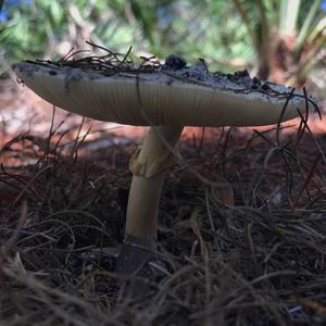 Destroying Angel