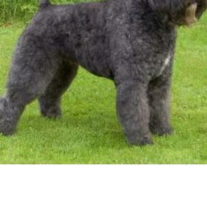 Bouvier des Flandres