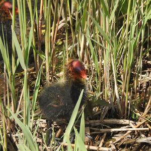 Common Coot