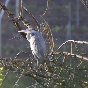 Grey Heron